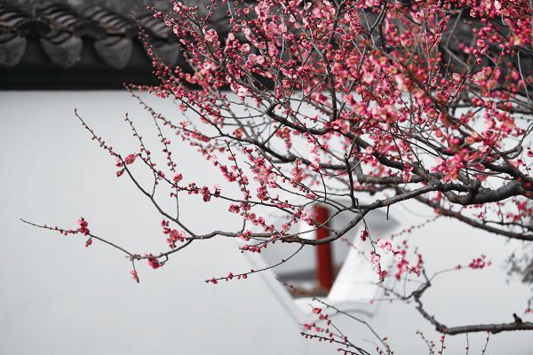 Plum Blossom