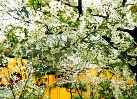 Cherry Blossoms in Jiming Temple