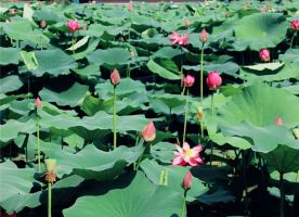 Nanjing Mochou Lake Park