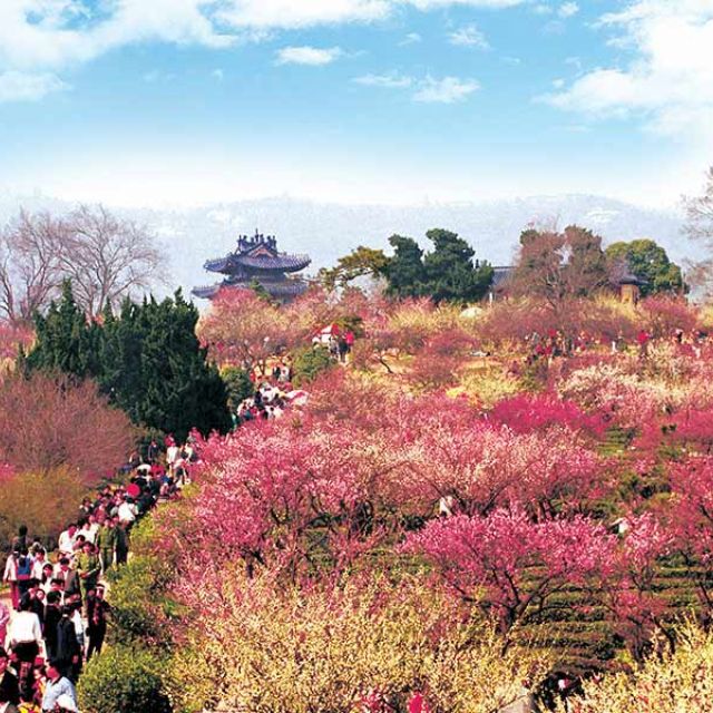 Meihua Mountain of Nanjing