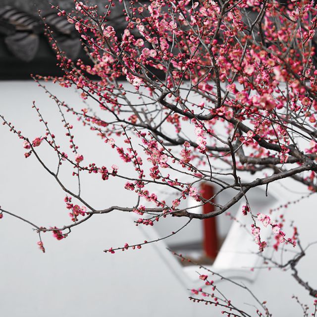 Plum Blossom